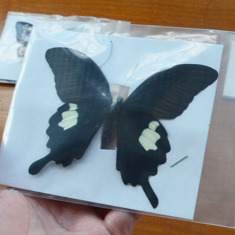 Espécimen de mariposa Natural sin montar, Material de decoración, 10 Uds.