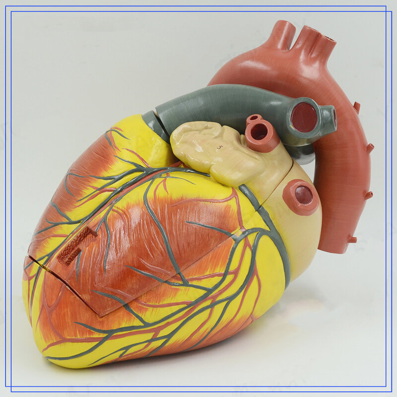 Modelo de anatomía del corazón, modelo de enseñanza, modelo de órgano de v-am015, modelo médico