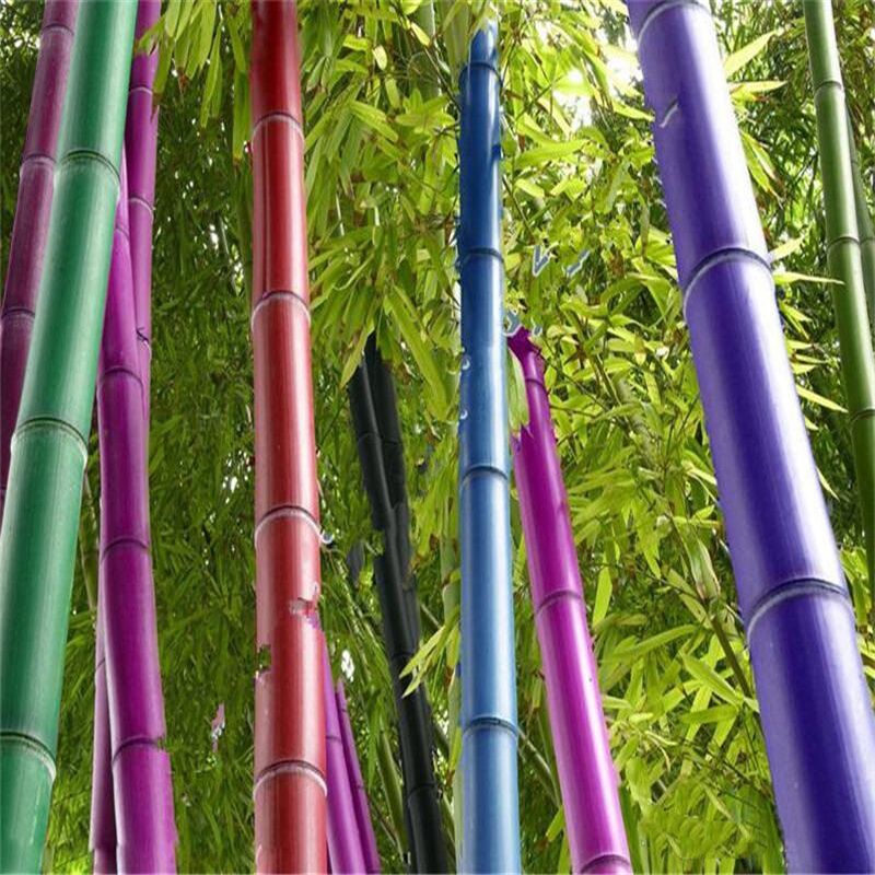 Graines de bambou géantes Moso rares, 30 pièces, fleur de salle de bain, meuble en bambou naturel, arbre de lac, B6H-8