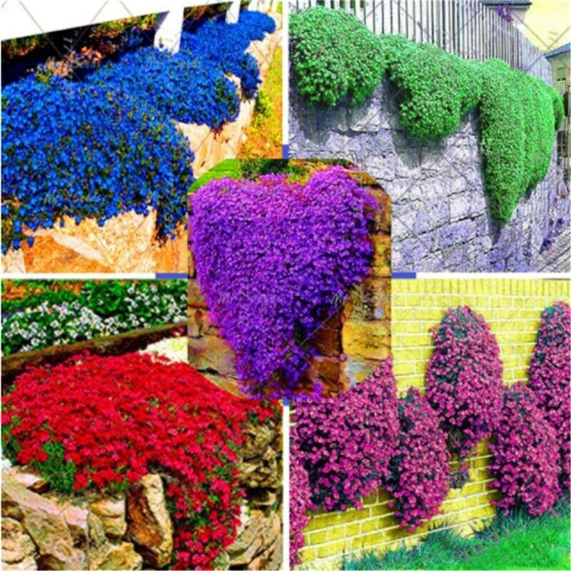 200Pcs Plant Garden Climbing Barley Rock Cress Seeds Home Bathroom Cabinet Colorful Perennial Flower Wood Home Furniture O0-1