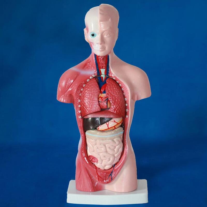 15 Buah/Set Model Organ Internal Alat Pengajaran Anatomi Pendidikan Model Tubuh Torso Manusia untuk Ruang Kelas