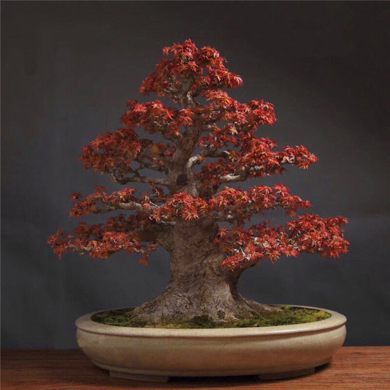 30Pcs Plant Bonsai Maple Tree Seeds Garden Home Furniture Red Blue Maple Wood Bathroom Cabinet MPD5