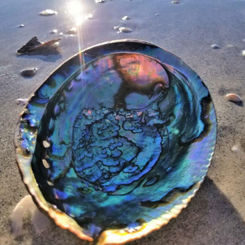10-12cm Natural Abalone Shell Large Sea Shells Nautical Home Decor Soap Dish DIY Fish Tank Aquarium Landscape Wedding Decor