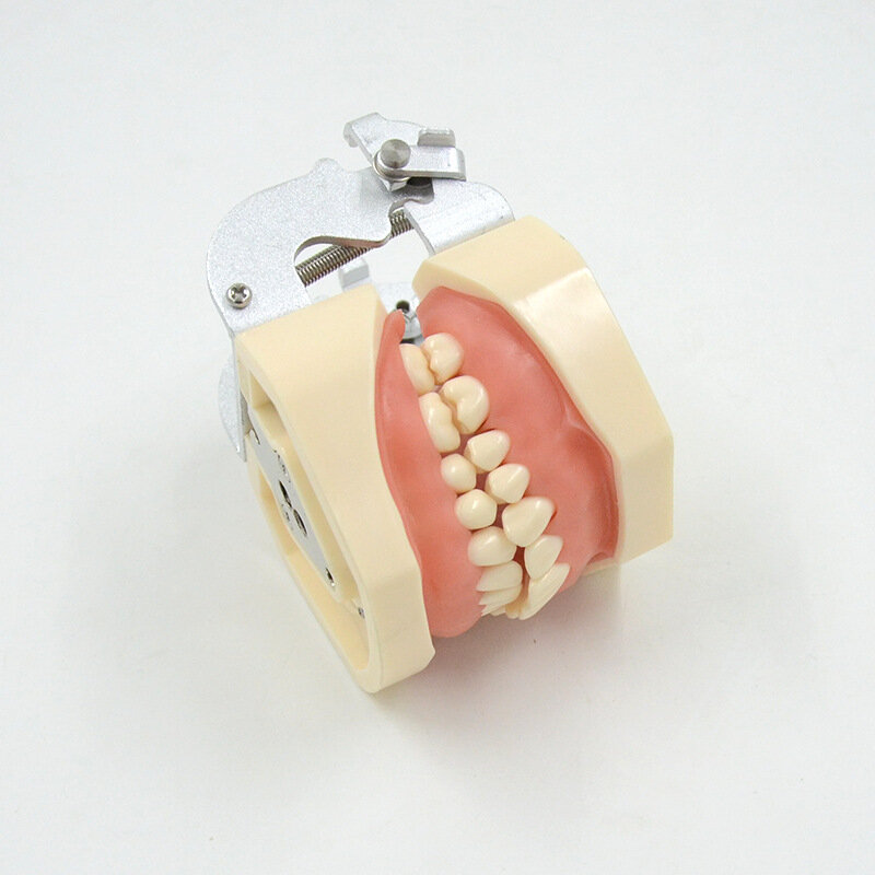 Zdejmowany Model zębów dla dorosłych standardowy Model zębów dentystycznych dla dzieci Model nauczania dentystycznego Drop Shipping