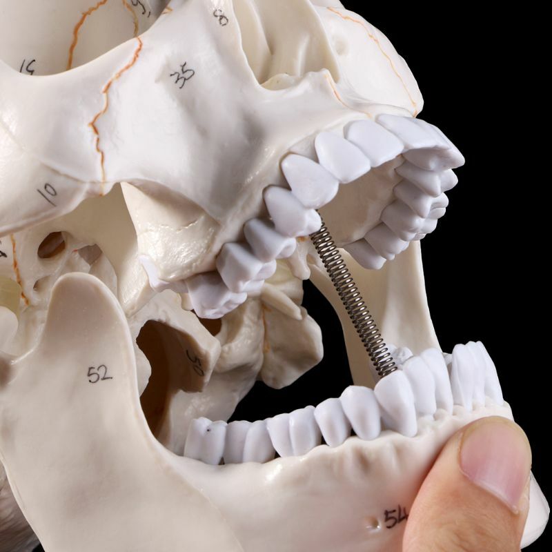 Modelo de crânio humano, modelo de anatomia anatômica, esqueleto, ensino médio, itens de ensino