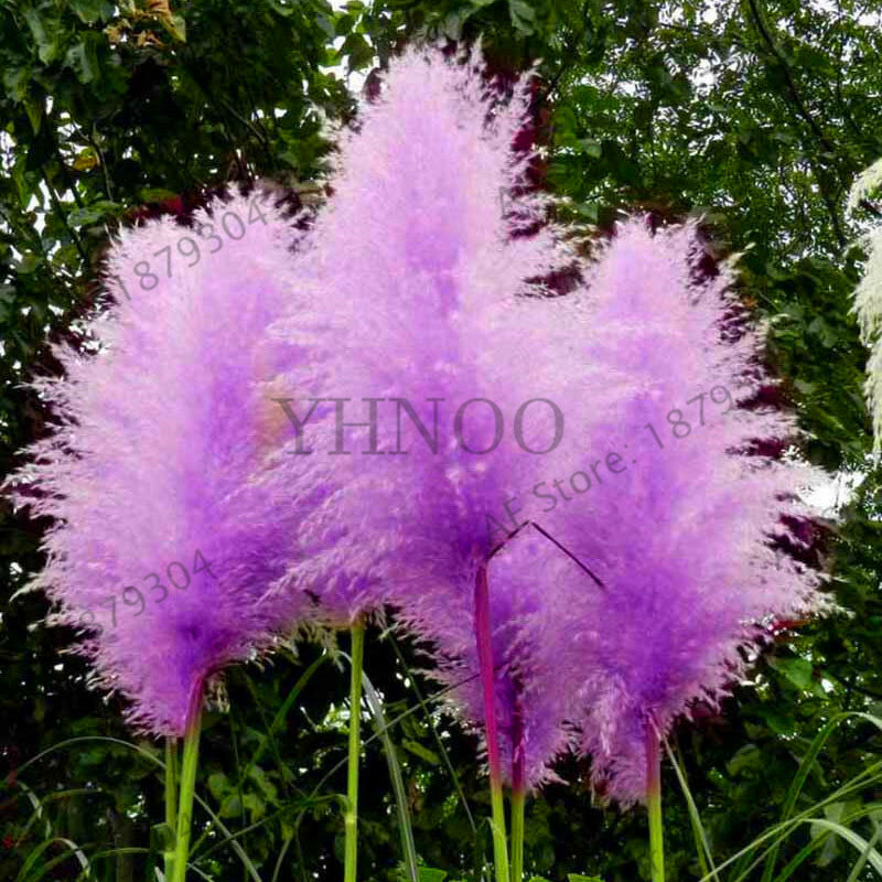 200 Pcs Hot Sale!purple Pampas Grass Seeds, Rare Ornamental Grass Flower Plants for Home Garden  Bathroom Cabinets