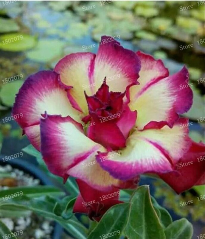 5 Pcs Adenium Obesum Flower, Double petals Desert Rose Flower Seeds,100  Kinds Mixed Bonsai Perennial Plants Basthroom Cabinets