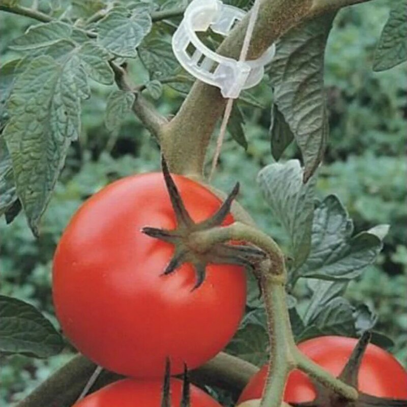 150 قطعة مقاطع النباتات البلاستيكية يدعم ربط قابلة لإعادة الاستخدام حماية تطعيم تحديد أداة البستنة لوازم للطماطم الخضروات