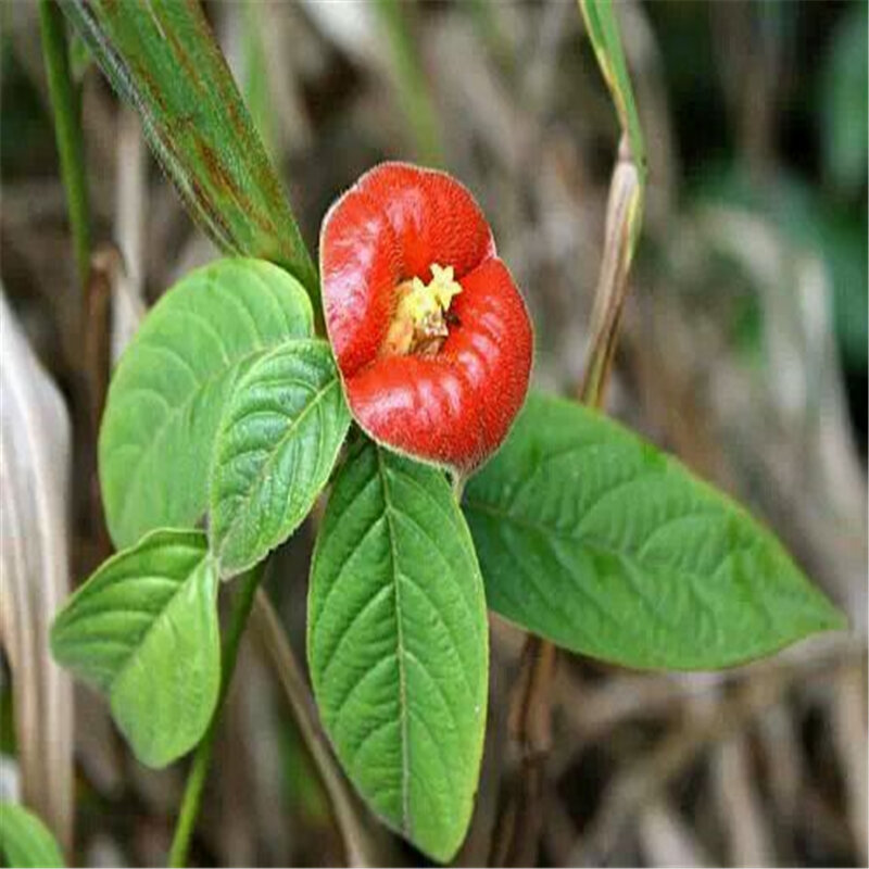 100 sztuk czerwone usta nasiona kwiatów doniczkowe owoce szafka łazienkowa naturalwarzywa roślina ogród dom umeblowanie UJEU-85