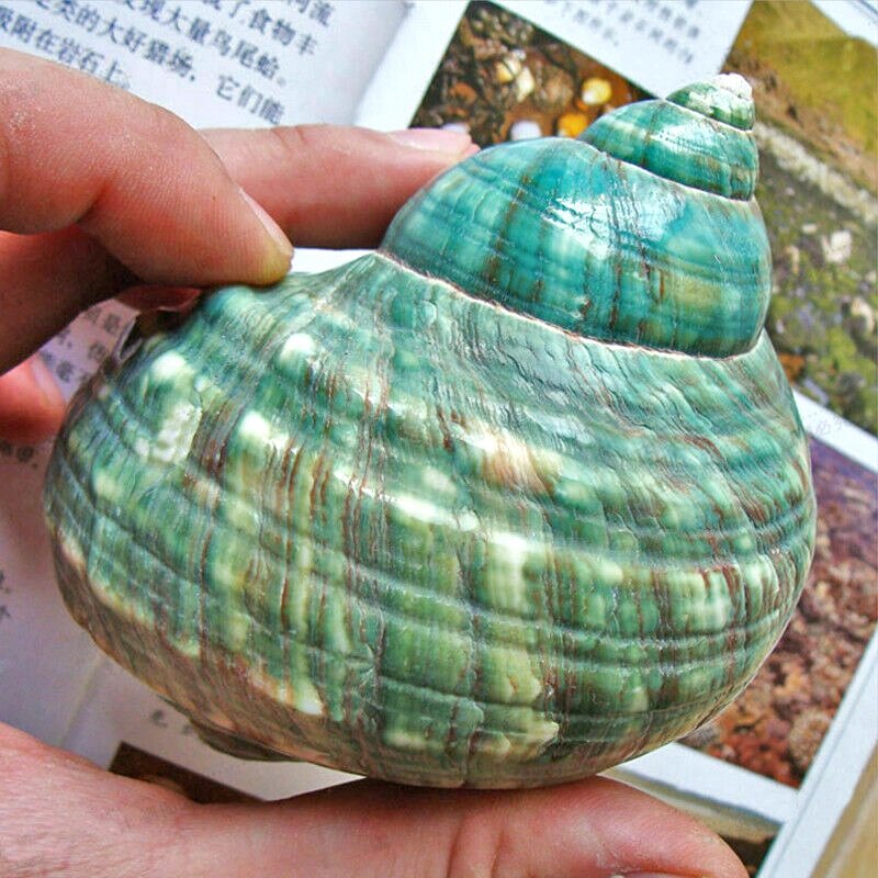 10Cm Groene Turbo Natuurlijke Zeldzame Real Sea Shell Conch Prachtige Healing Decor Oceaan 1Pcs