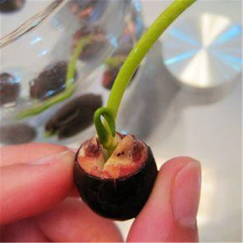 Mini bol de semillas de loto para el hogar, 3 uds., plantas naturales, verduras, frutas, agua, flor de lirio, armario de baño de madera
