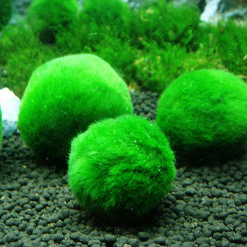5ชิ้น/ถุง3-4ซม.Marimo Moss ลูกบอล Live Aquarium สาหร่าย Fish Tank Aquarium ภูมิทัศน์น้ำ Ball