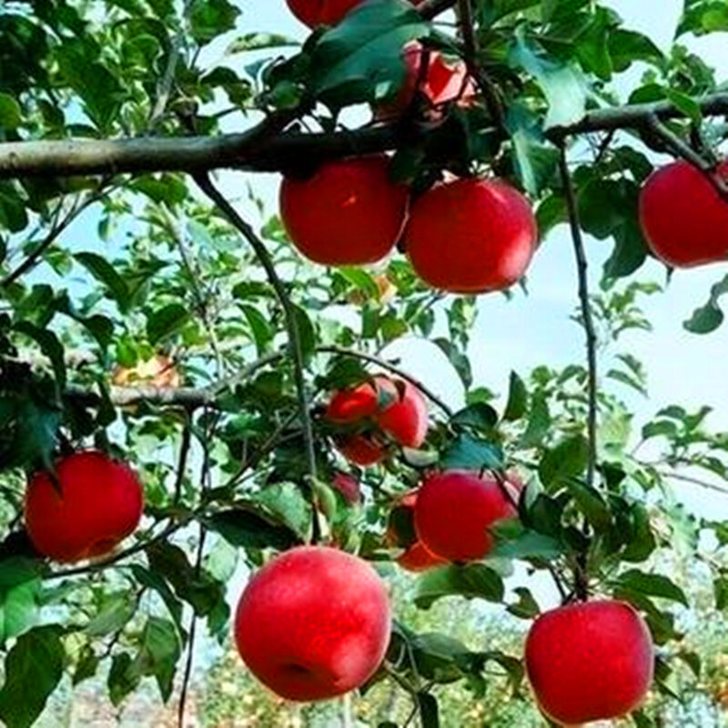 30 Stuks Plant Bonsai Super Zoete Dwerg Apple Tree Tuin Meubelen Klimmen Vruchten Bloemen Hout Badkamermeubel K5A-I