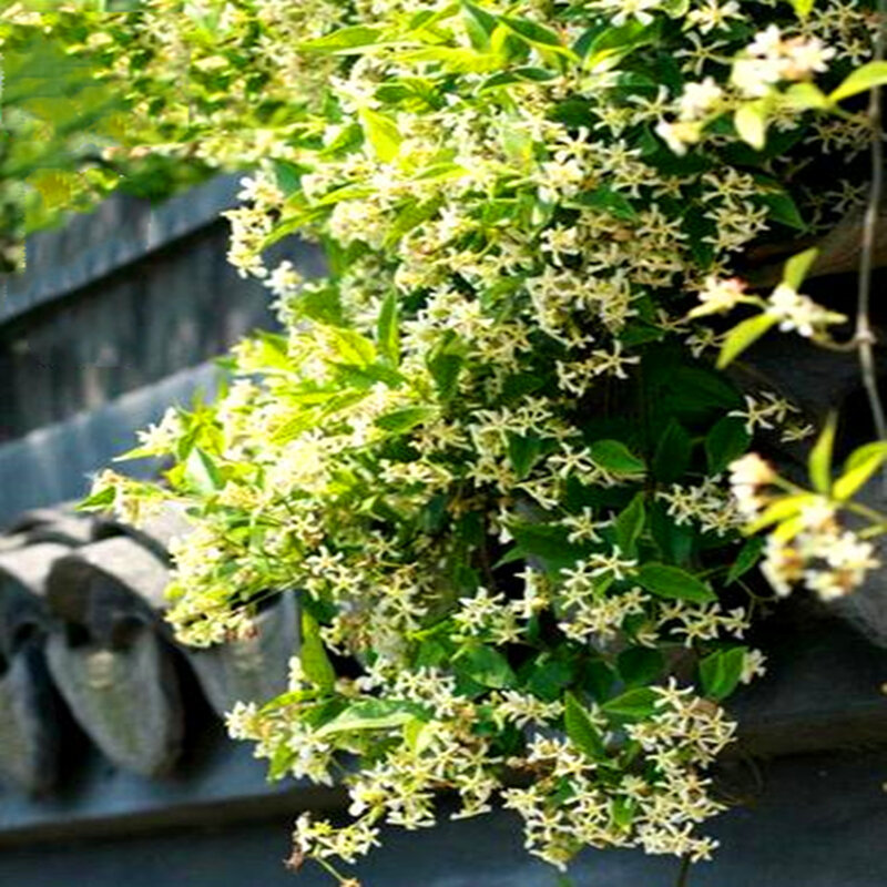 10 pçs planta bonsai super perfumado jasmim flor jardim móveis para casa escalada flores armário do banheiro de madeira K5A-I