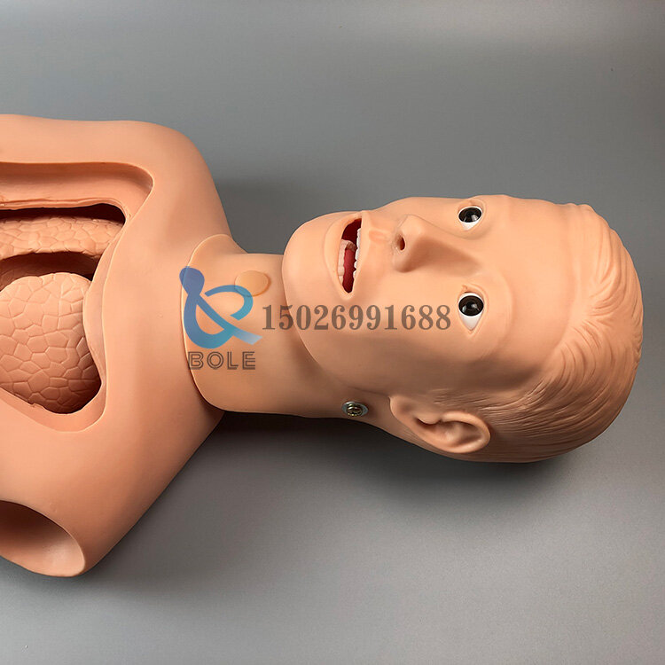 Nasogastric tube and trachea nursing model Nasogastric feeding tube Cutting suctioning training Gastric Tracheal gastric lavage