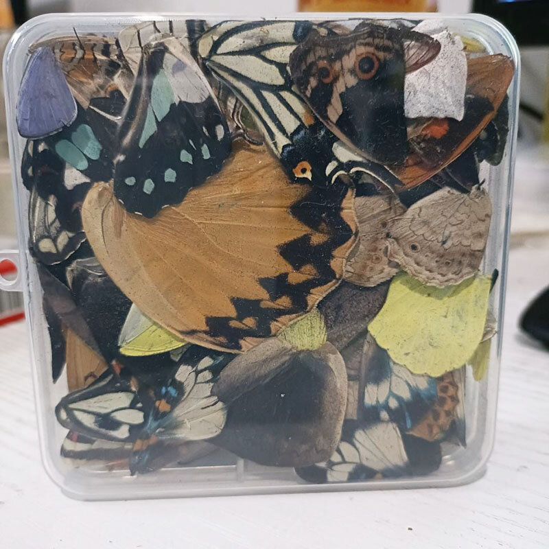 Alas de mariposa reales DIY, joyería hecha a mano, pegatinas creativas, Embalaje de tamaño mixto, suministros de artesanía y arte de resina