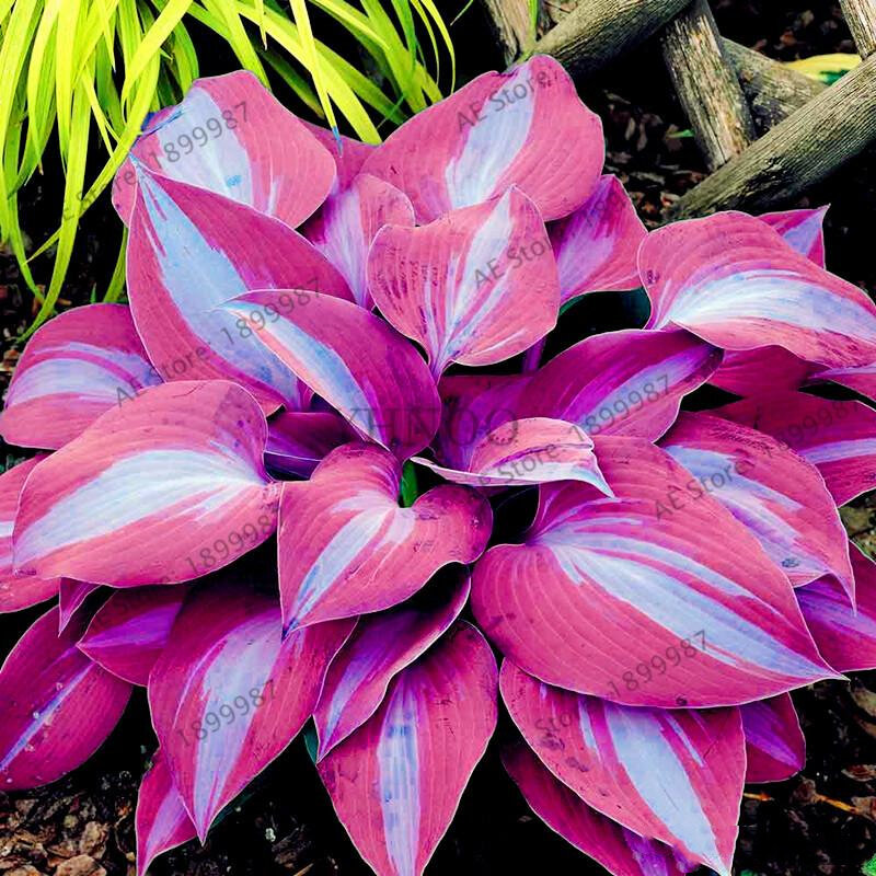 100Pcs Hosta พืชยืนต้น Lily ดอกไม้บ้านเฟอร์นิเจอร์ที่มีสีสัน Hosta ไม้ห้องน้ำ D5B-Y