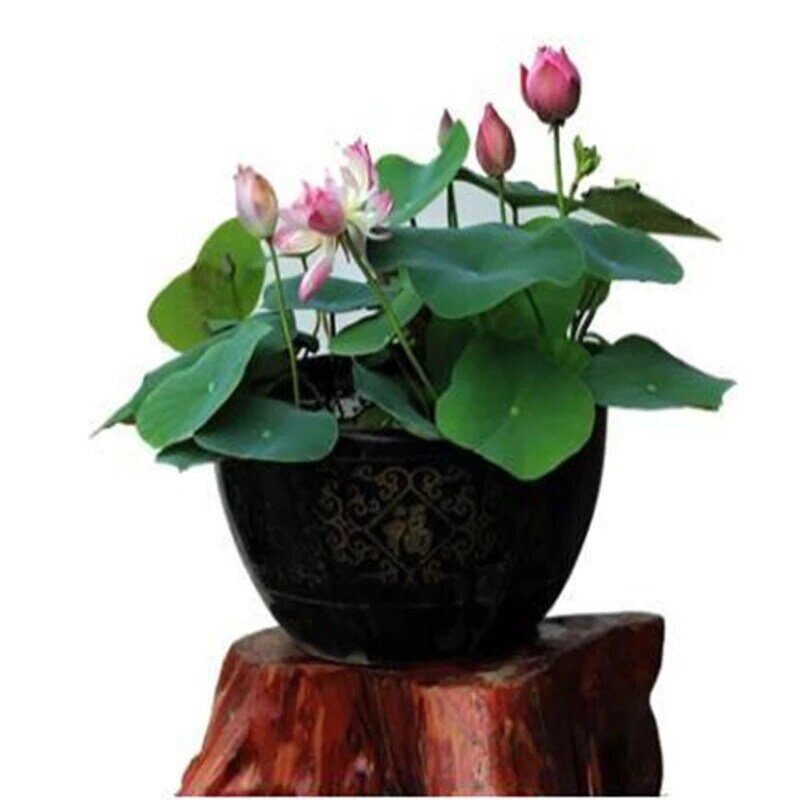 3Pcs ผักพืช Aromatic Lotus Flower Garden Home เฟอร์นิเจอร์ผลไม้ต้นไม้ไม้ห้องน้ำ B4H-Z