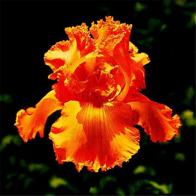 200Pcs ที่มีสีสัน Iris ดอกไม้บ้านเฟอร์นิเจอร์หายากพืช Heirloom Tectorum ดอกไม้ยืนต้นไม้ห้องน้ำ M0L-D