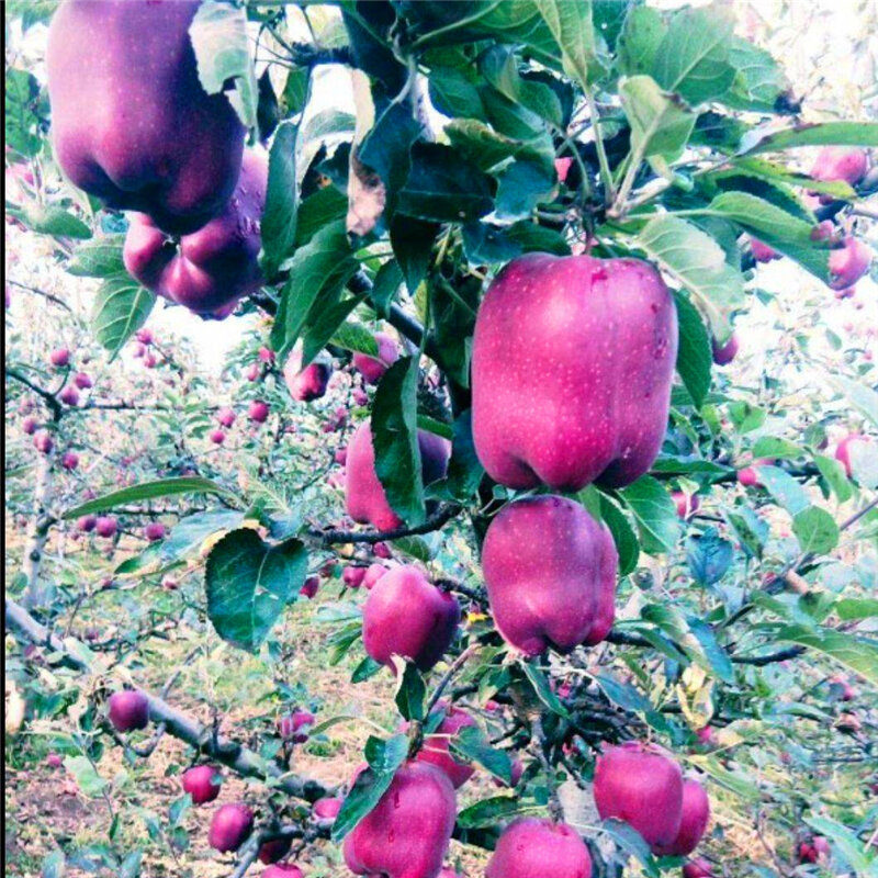30 pçs planta bonsai super doce anão maçã árvore jardim móveis para casa escalada frutas flores armário do banheiro de madeira K5A-I