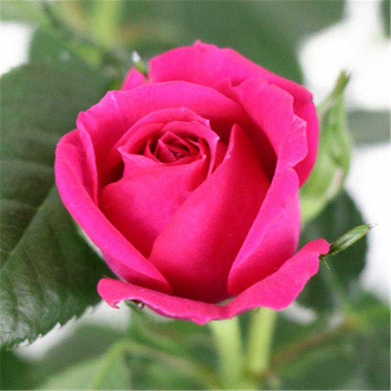 100 шт. новый цветок розы Rugosa, домашняя мебель, очаровательные многолетние розы, цветные двойные Лепестковые цветы, деревянный шкаф для ванно...