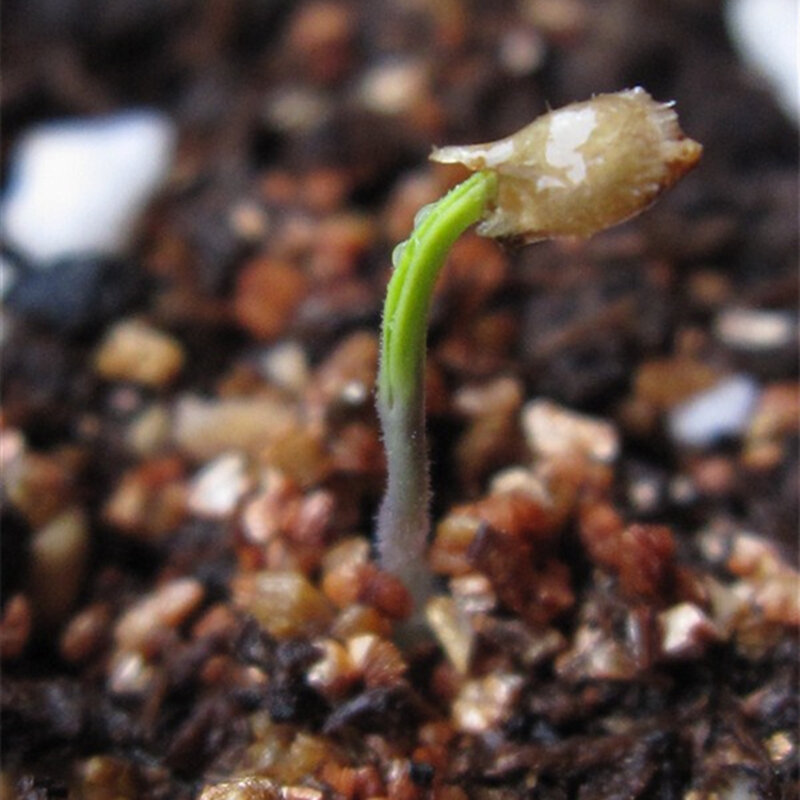 100Pcs Euphorbia Milii Hybrid ดอกไม้เมล็ดที่มีสีสันห้องน้ำ Graptopetalum Brambles ไม้เฟอร์นิเจอร์ N6H-W