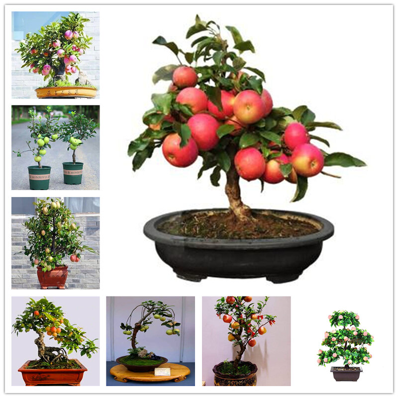 30Pcs Sweet Dwarf Apple Plants Garden Bathroom Cabinet Flower Fruits Wood Home Furniture C8G-Q