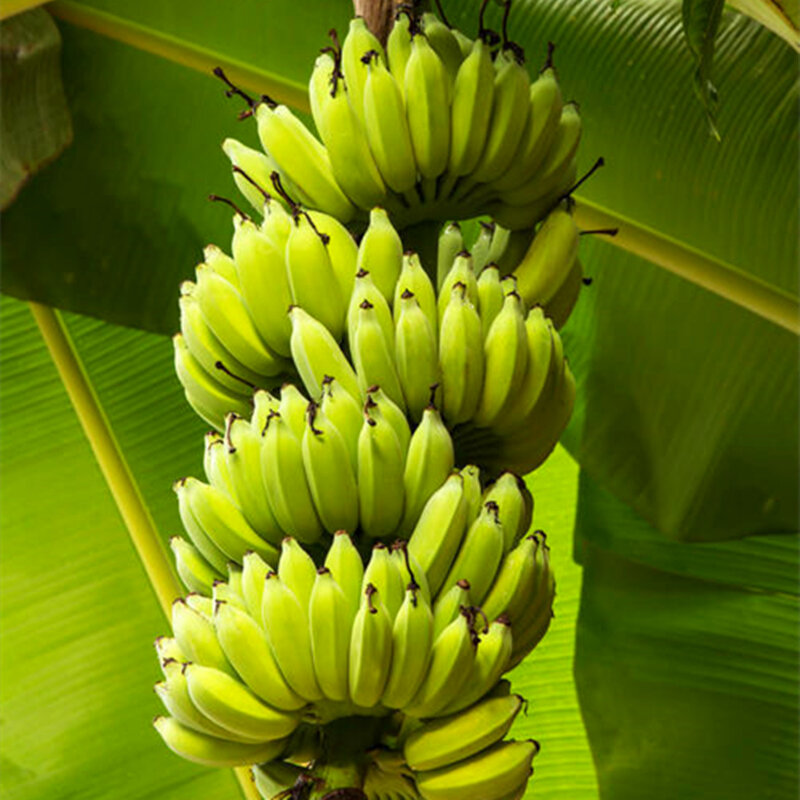 100 шт. растительный сад, банан в горшках, Искусственные Органические сладкие бананы, цветы, деревянная мебель для дома