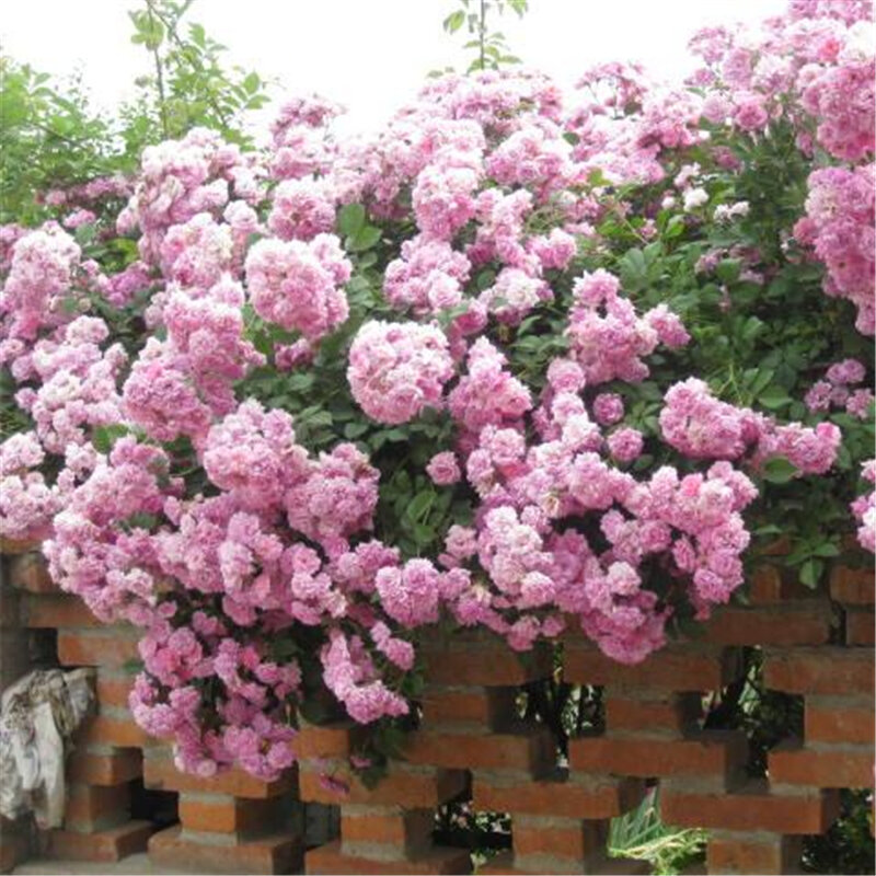 100Pcs 레드 로즈 씨앗 등반 꽃 정원 홈 가구 아로마 로즈 나무 욕실 캐비닛 D2V-O