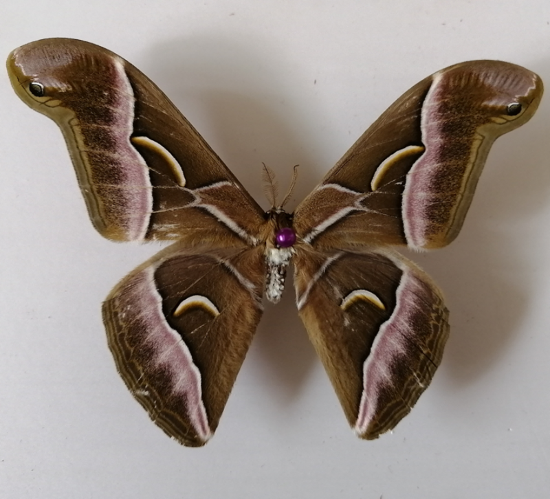 أيلانثوس دافيدي ، ساميا وانجي (نومان وآخرون) ، عينة الفراشة ، عينة الحشرات العثة