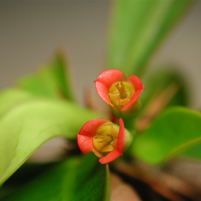 100Pcs Euphorbia Milii Hybrid ดอกไม้เมล็ดที่มีสีสันห้องน้ำ Graptopetalum Brambles ไม้เฟอร์นิเจอร์ N6H-W
