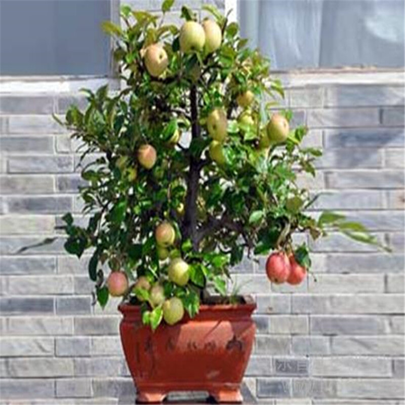30Pcs dolce nano mela piante giardino bagno armadietto fiore frutta mobili per la casa in legno C8G-Q