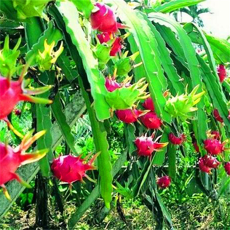 100 قطعة بذور Pitaya الحلو الروائح البخور الفواكه الزهور النباتات عبق البخور G2Z-O