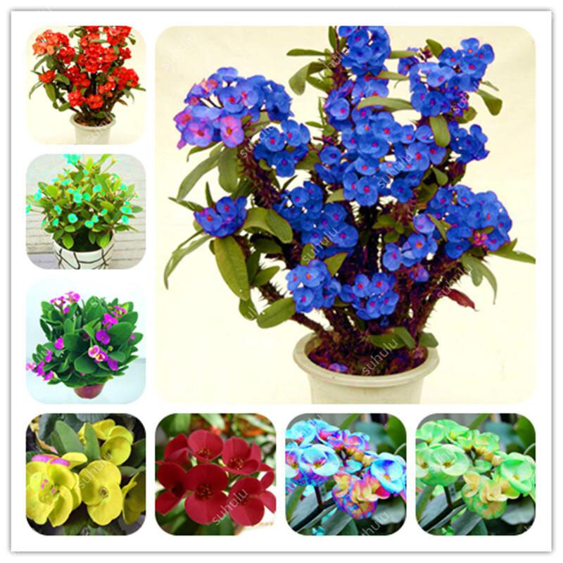 Euphorbia Milii-armario de baño de flores híbridas para el hogar, muebles de madera, coloridos, N6H-W, 100 piezas