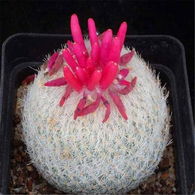 100 pçs astrophytum myriostigma cactus sementes incenso jardim bonsai natureza plantas suculentas flores perfumadas incenso m146f
