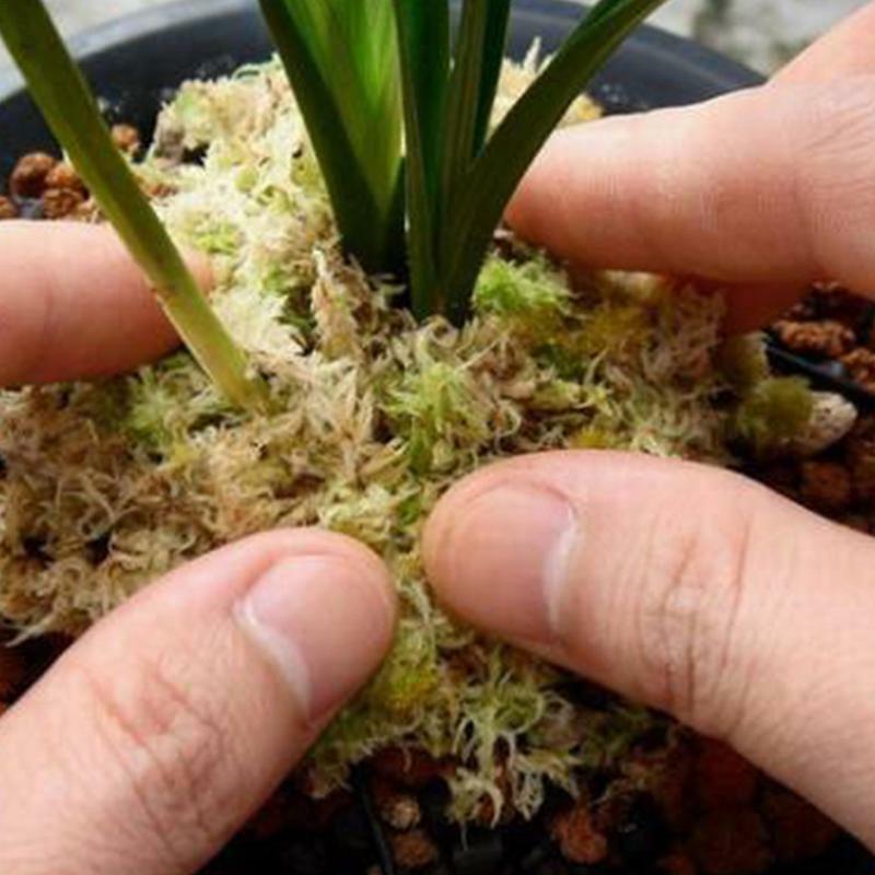 Sphagnum Moss 12L/6L pelembab gambut nutrisi pupuk organik budaya lumut kering untuk perlengkapan taman anggrek Phalaenopsis