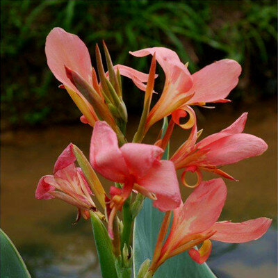 10PCS Colorful " Canna indica " Fleshy Rose Incense Nature Plants Fresh Succulent Flowers Incense