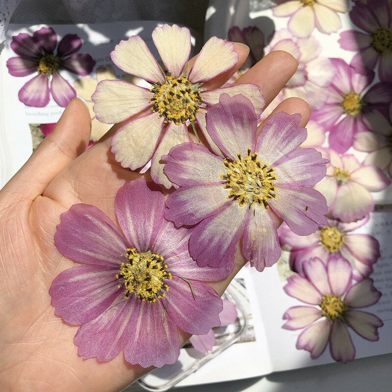 120pcs/500pcs Cosmos Bipinnatus Flower Dried Flower Embossing Valentine's Day Handmade Gift Diy Drip Expoy Phone Case Material