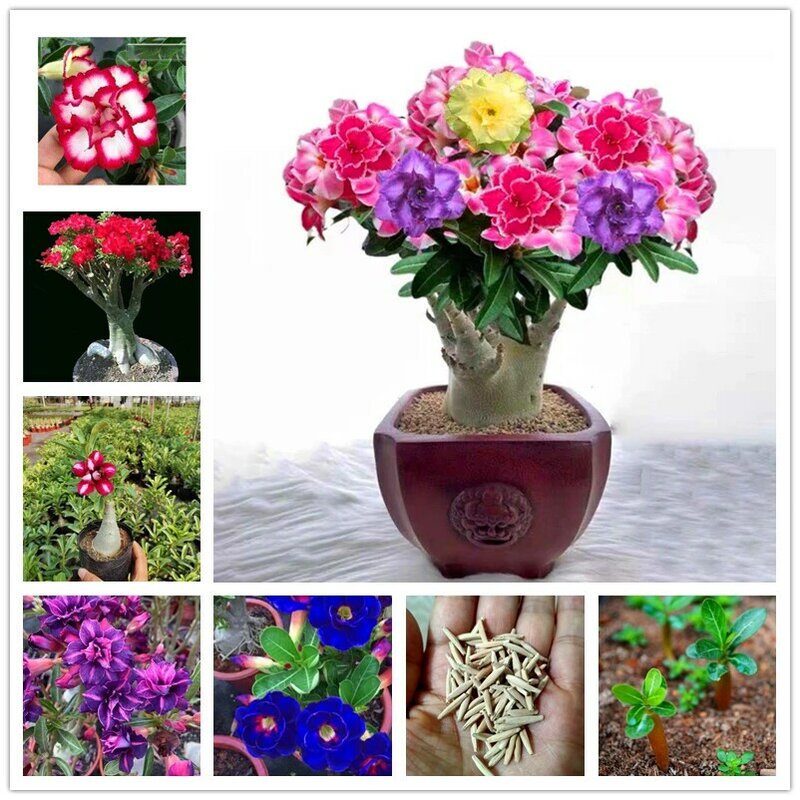 2 piezas de incienso raro de Adenium Obesum, colorido, Rosa del desierto, flores, plantas aromáticas, Y7B-J de incienso