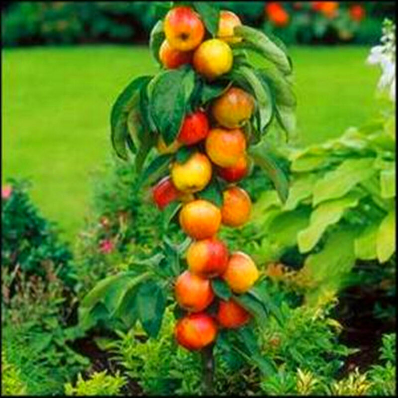 30 Stuks Plant Bonsai Super Zoete Dwerg Apple Tree Tuin Meubelen Klimmen Vruchten Bloemen Hout Badkamermeubel K5A-I