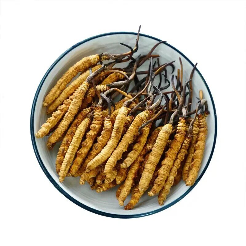 Simulação de alimentos cordyceps sinensis do tibete himalaia cordyceps sinensis aniversário presentes 100 pçs/saco