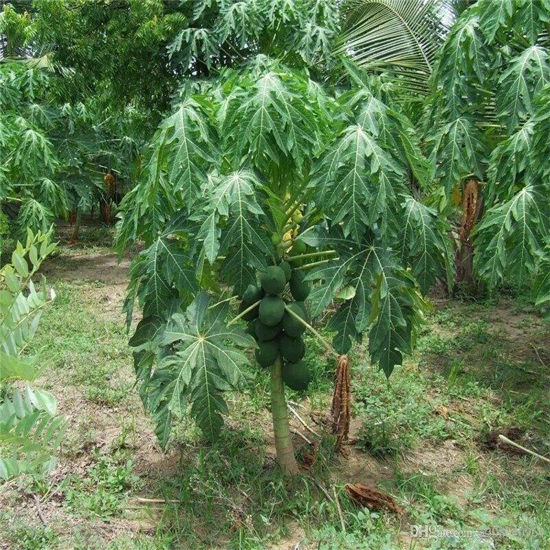 20Pcs Dwarf Hovey มะละกอเมล็ดน้ำมันหอมระเหยธูปประดับ Papaya Tree พืชหอม T0W-C