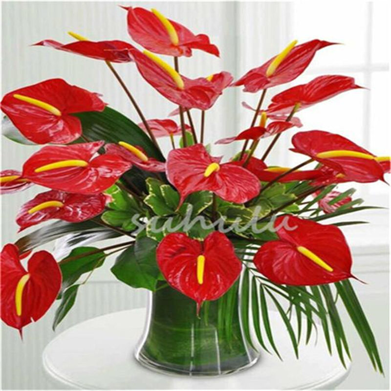 30Pcs Mixed Anthurium Flower Home Furniture Perennial Flowering Plants Mix Color Flowers Wood Bathroom Cabinet Z2I-L
