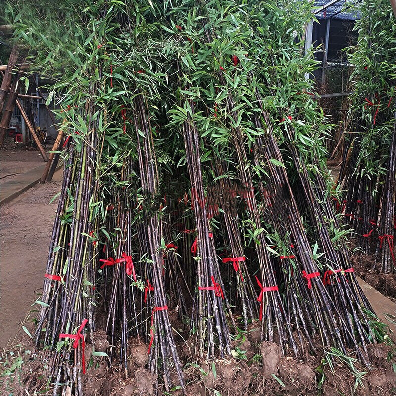 30Pcs Rare Giant Moso Bamboo Bambu Home Furniture Colorful Bambusa Lako Tree Wood Bathroom Cabinet U9J-K