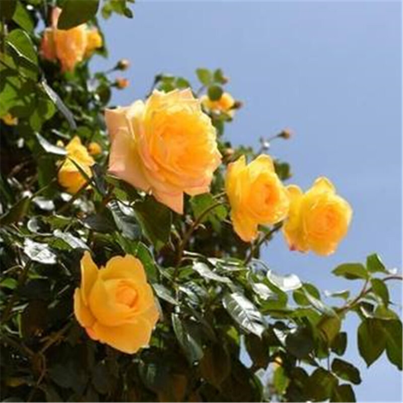 100Pcs ปีนเขาสีแดง Rose ดอกไม้สวนเฟอร์นิเจอร์ Aromatic Rose ไม้ห้องน้ำ D2V-O