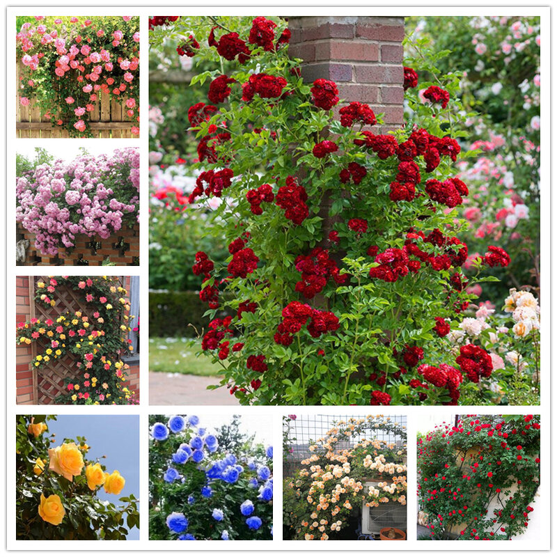100 Buah Memanjat Mawar Merah Biji Bunga Furnitur Rumah Taman Kayu Mawar Aromatik Kabinet Kamar Mandi D2V-O