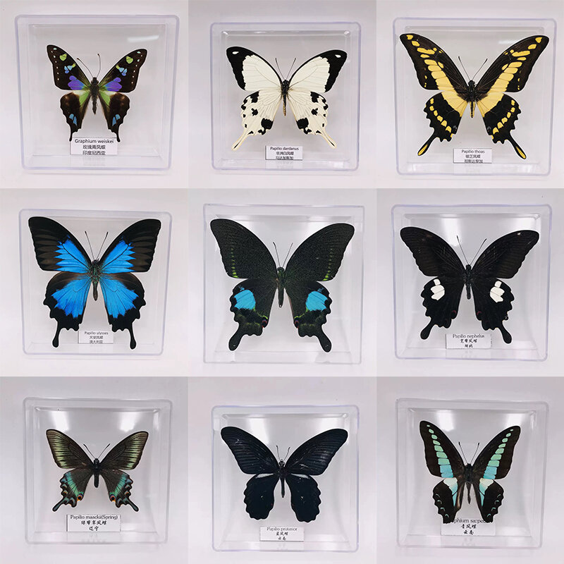 Butterfly Specimen Ornaments Photography Student Handcraft Children's Toys Birthday Gift Transparent Box