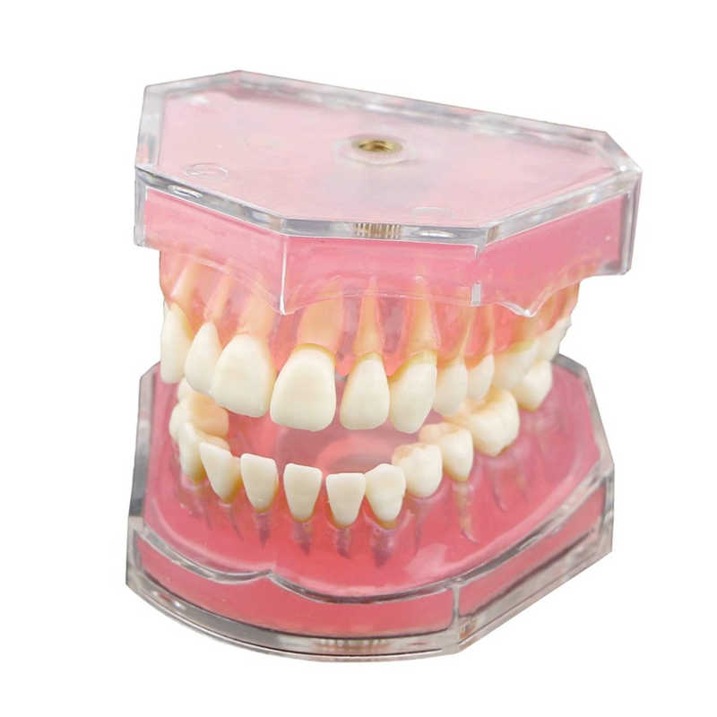 Dentes de demonstração dental modelo-estudo padrão ensino modo dental com dentes removíveis sílica gel material macio e bendabl