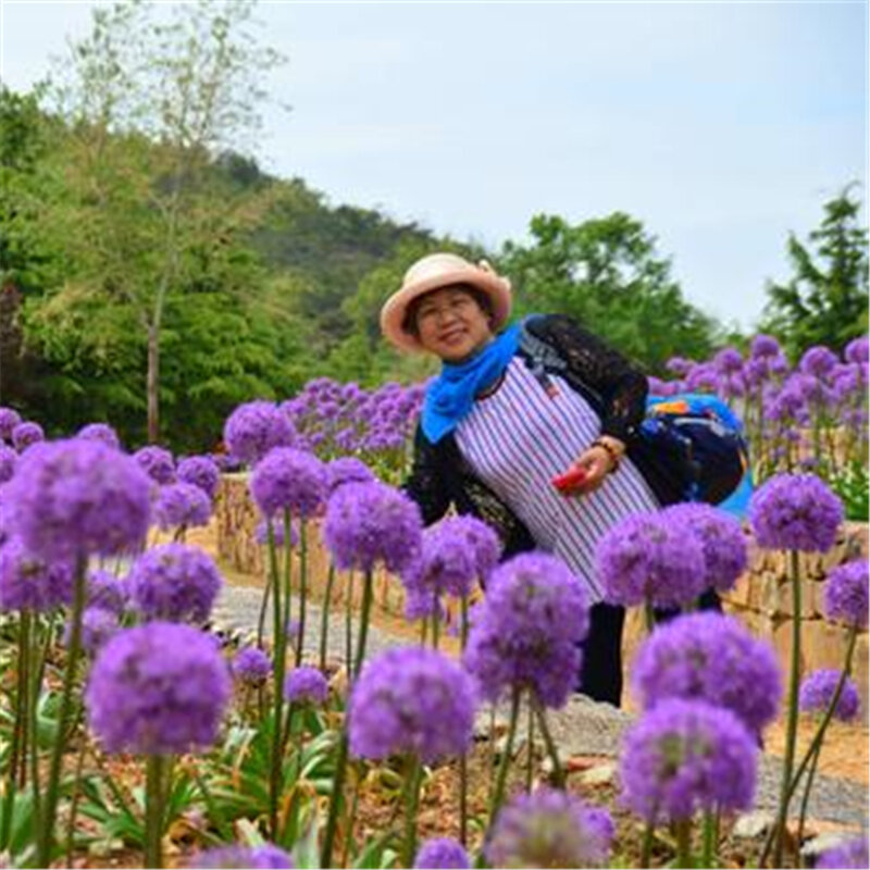 100 Buah Bunga Besar Allium Giganteum Kabinet Kamar Mandi Tanaman Hydrangea Kayu Furnitur Rumah J8I-L