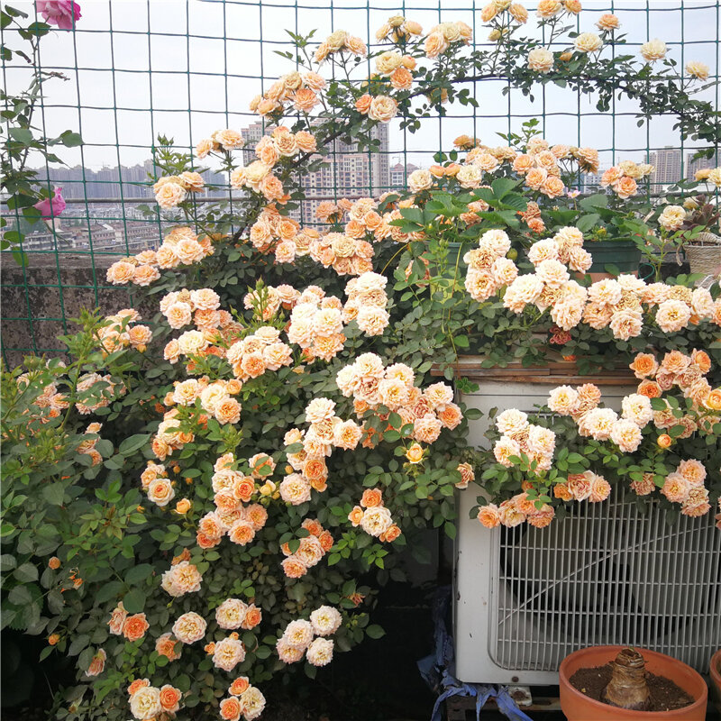 100Pcs rampicante semi di rosa rossa giardino di fiori mobili per la casa aromatico in legno di rosa mobile bagno D2V-O